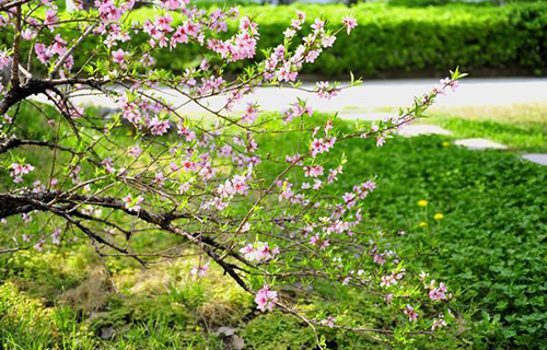 永勝縣梁官鎮(zhèn)中學(xué)