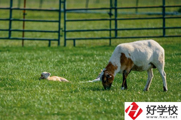 張家界旅游學(xué)校的優(yōu)勢在哪里？