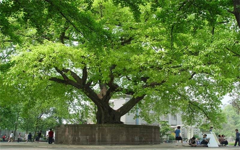 2024年廣東省高州農(nóng)業(yè)學(xué)校有哪些專業(yè)